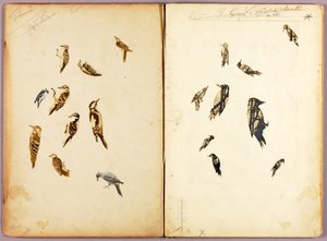 Woodpecker, study folder for book Concealing Coloration in the Animal Kingdom by Abbott Handerson Thayer