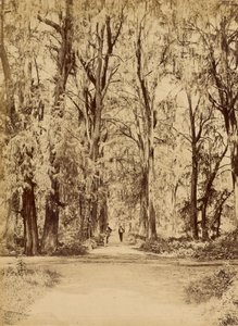 Mexico. Grove of Chapultepec, Near Mexico