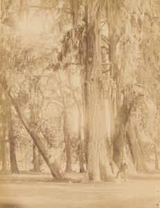 Mexico, Grove of Chapultepec, Near Mexico City