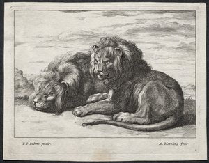 Various Lions