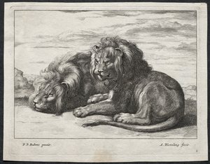 Various Lions