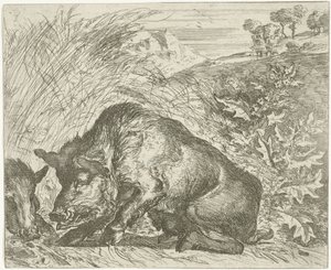 Wild Boar