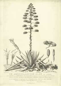 Blooming American Aloe, 1757 (De Americaansche Aloë van Clusius, of de Agave van Linnaeus) by Abraham Delfos