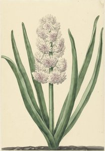 The Rose-White Hyacinth States General