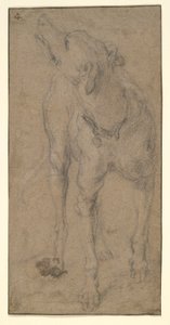 Study of a Dog by Abraham Hondius