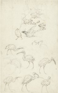 Studies of Birds