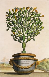 Opuntia Maior Augustifolia, from Phytographia Curiosa by Abraham Munting