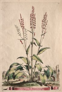 Phytographia Curiosa: Acetosa Vulgaris sive Rumex Canpferinus