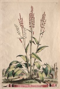 Phytographia Curiosa: Acetosa Vulgaris sive Rumex Canpferinus