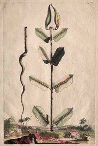 Phytographia Curiosa: Apocynum Virginianum by Abraham Munting