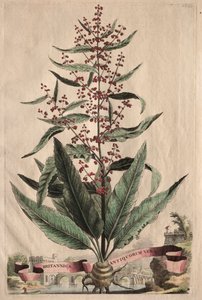 Phytographia Curiosa: Britannica Antiquorum Vera by Abraham Munting