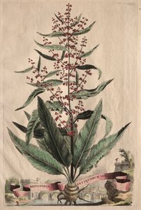 Phytographia Curiosa: Britannica Antiquorum Vera by Abraham Munting