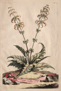 Phytographia Curiosa: Horminum Indicum Majus by Abraham Munting