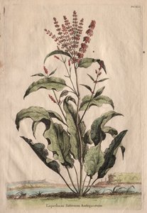 Phytographia Curiosa: Lapathum Sativum Antiquorum