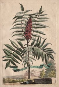 Phytographia Curiosa: Sumach Tree
