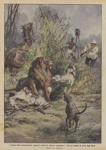 The Dramas of Cinematography, Operators Go to Africa to Capture Lions and Are Attacked