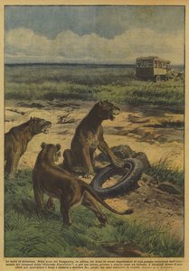 The beasts have fun