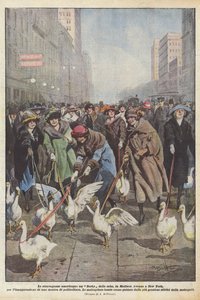 American extravagances, a goose derby on Madison Avenue in New York, for the inauguration by Achille Beltrame