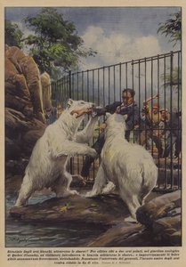 Torn Apart by Polar Bears, Through the Bars! by Achille Beltrame