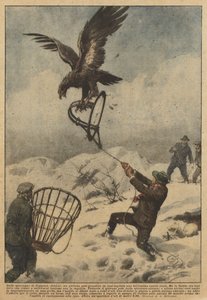 In the mountains of Coggiola (Biella), a young man could catch a beautiful golden eagle in a trap