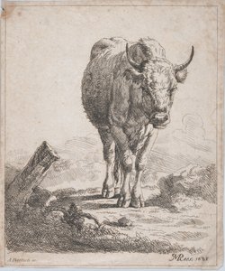 A Cow, Seen from the Front, 1805