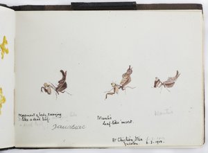 Sketchbook of Drawings and Notes, North and South America (including Mexico) by Adela Breton