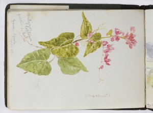 Sketchbook of watercolours, Drawings and Notes, Mexico, 1896-1898