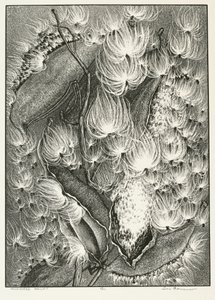 Milkweed Ballet by Adolf Ernst Meissner