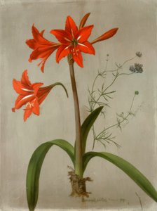 Amaryllis and Gilia by Adolf Senff