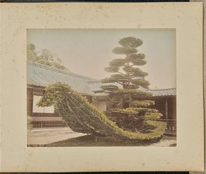 Pine Tree, Kinkakuji