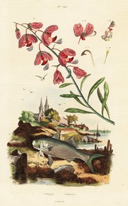 Cape Milkwood and Paradise Threadfin by Adolph (after) Fries