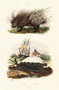 Crested porcupine and tiger cowrie