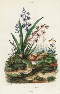Garden Hyacinth and Paradoxical Frog