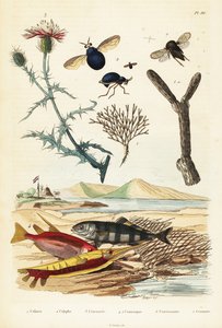Knapweed, fish and beetle flies