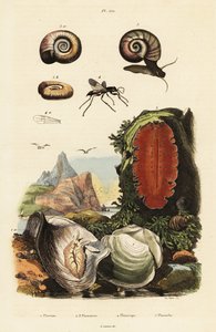 Oyster, Spider Wasp and Snail