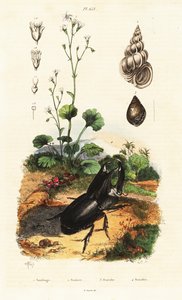 Rhinoceros beetle, snail and saxifrage