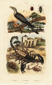 Scorpions and cuckoo by Adolph (after) Fries
