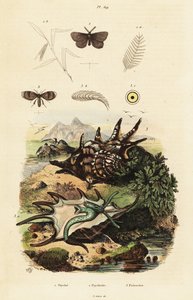 Spider Conch and Drain Flies