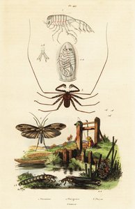 Whip Spider and Caddisfly by Adolph (after) Fries
