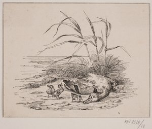 The Killed Duck