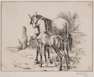 The Horse and the Foal