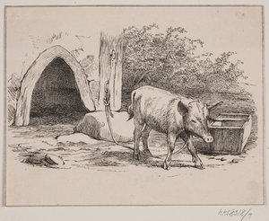 The Tethered Pig