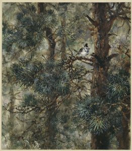 The Crested Tit in Pine Branches. From the "Children