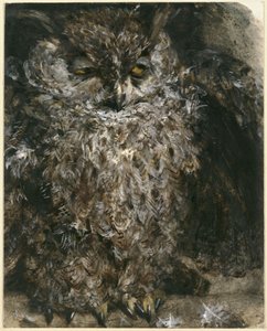 The Long-eared Owl. From the "Children
