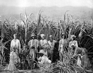 Sugar Cane Cutters, Jamaica, c1905