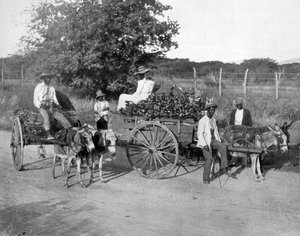 Wood Carts, Jamaica by Adolphe Duperly and Son