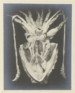 Anatomy of a Squid by Adolphe Louis Donnadieu