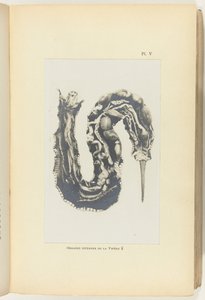 Dissected Adder with Visible Organs by Adolphe Louis Donnadieu