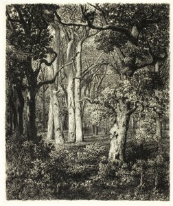 Old Oaks at Bas Bréau