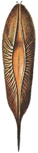 Egg Case of a Chimaera by Adolphe Philippe Millot